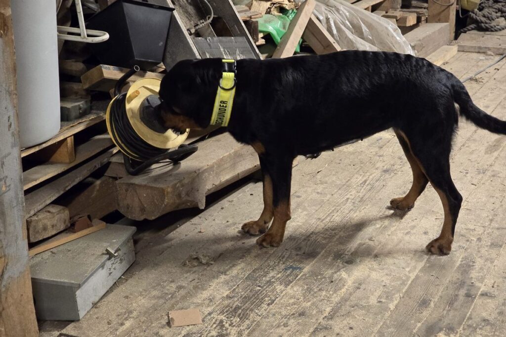 Rottweiler i konsentrert søk under snusearbeid