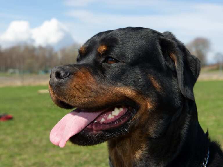 Rottweiler i solskinn på treningsfeltet i Ulvika