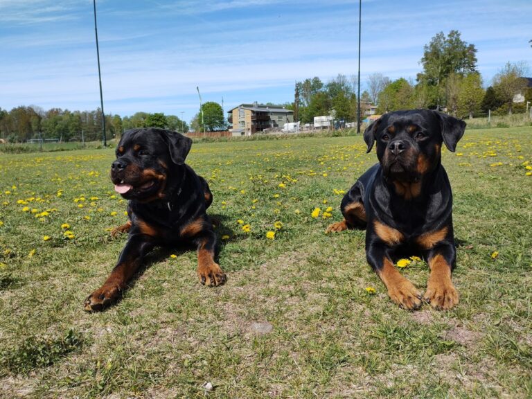 To rottweilere ligger i dekk blant løvetann på treningsfeltet