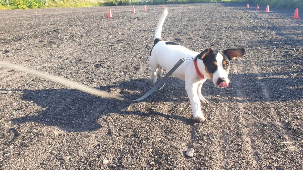Hund løper mot fører på innkalling på treningsfeltet i Ulvika