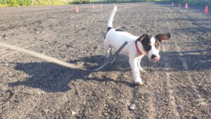 Hund løper mot fører på innkalling på treningsfeltet i Ulvika