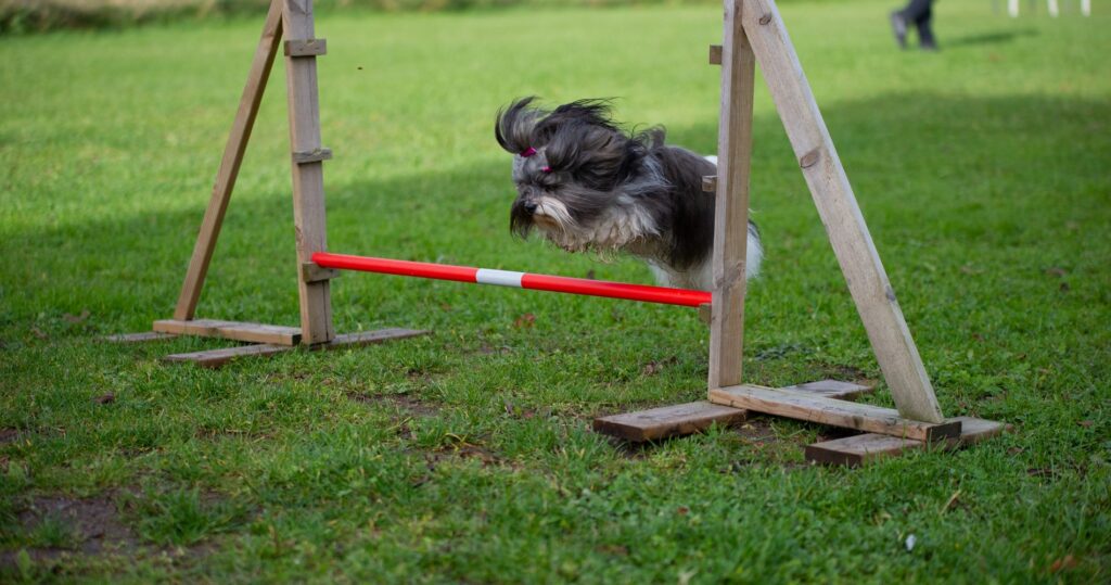 Hund hopper over hinder på agilitybanen i Ulvika