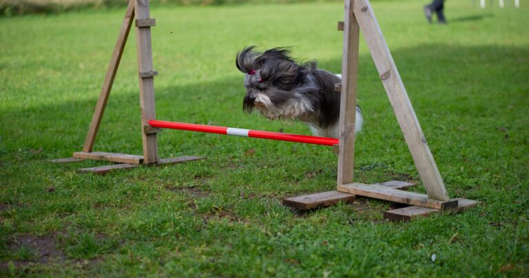 Hund hopper over hinder på agilitybanen i Ulvika