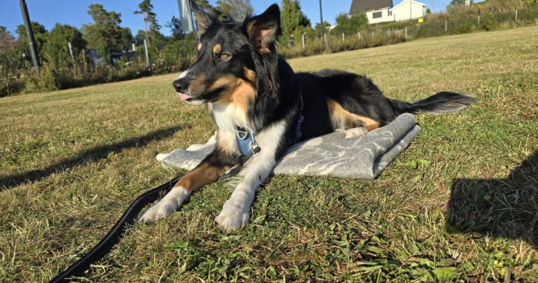 Border collie hviler på treningsfeltet i Ulvika