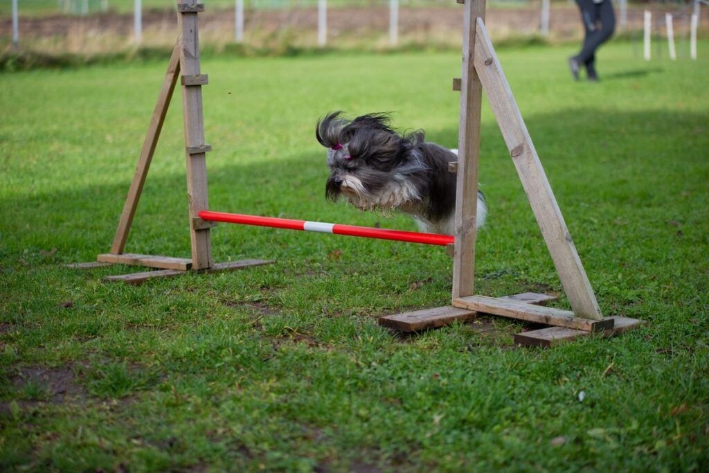 Hund i full fart over et hinder under agilitytrening