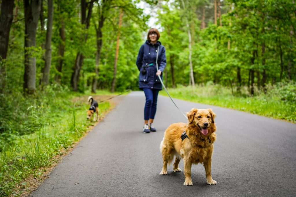 Målet med trening på slakk line er en hund som velger å holde kontakten og følge ditt tempo.