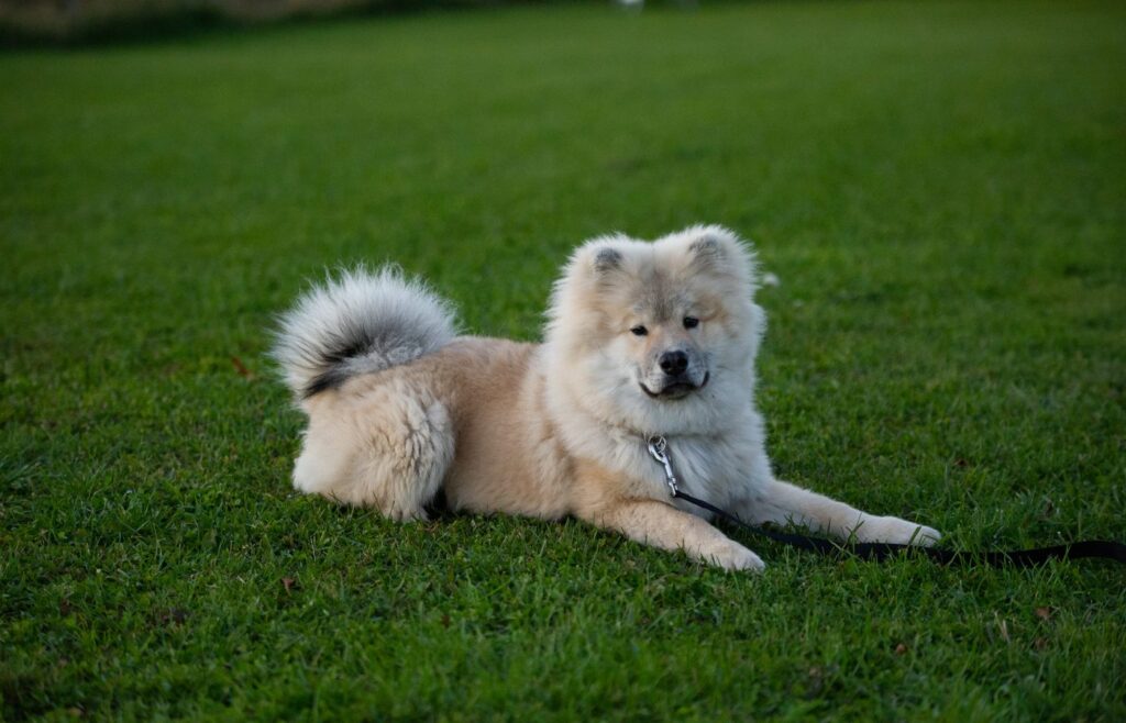 Hund ligger avslappet i gresset etter endt trening
