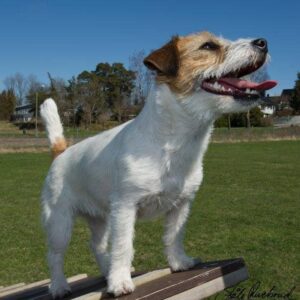 Jack russell på balansebom under agility i Tønsberg
