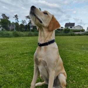 Labrador holder blikkontakt med fører på basisferdighetskurs