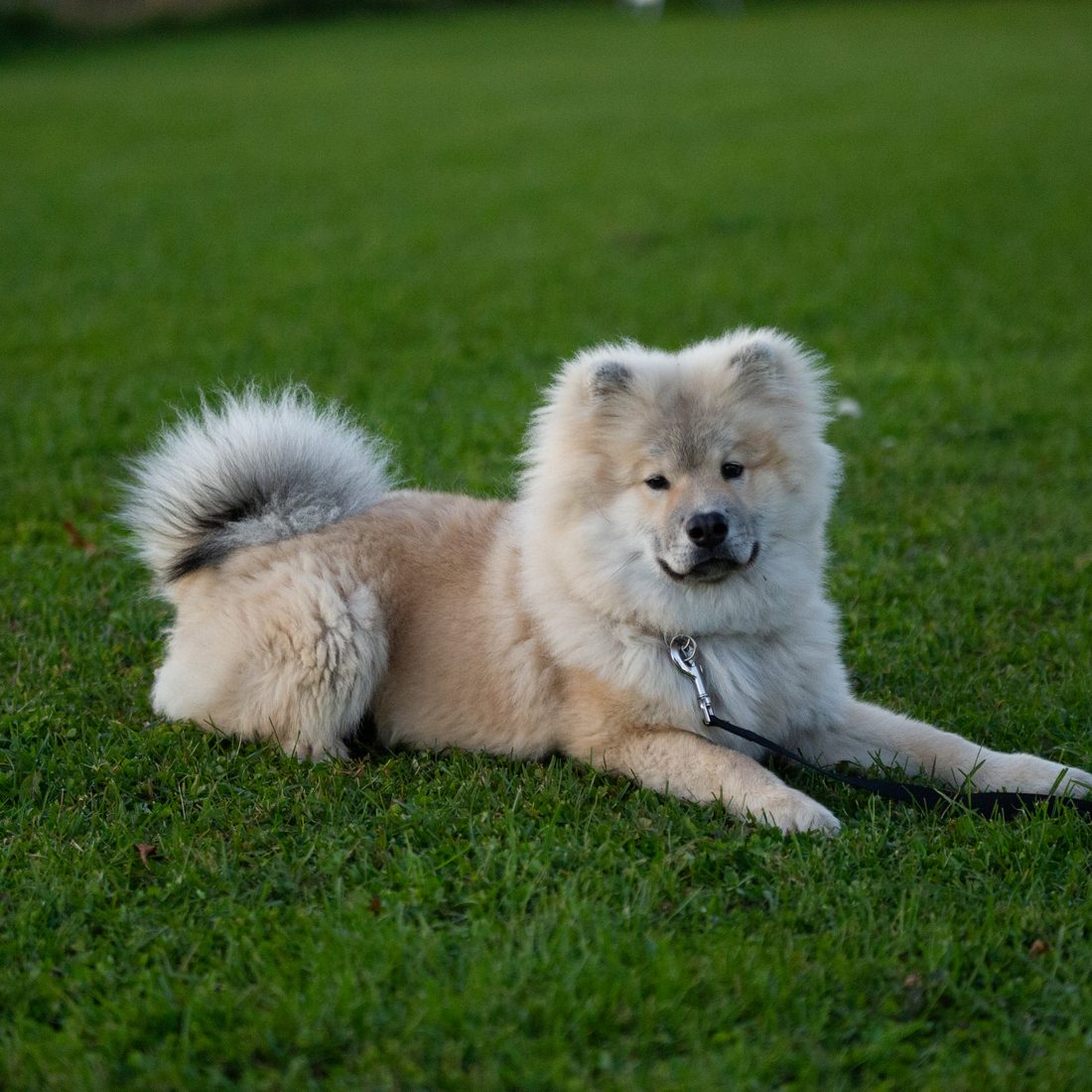 Hvit hund ligger i dekk på treningsfeltet i Ulvika