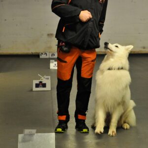Hvit hyrdehund sitter ved fører på rallylydighet