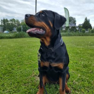 Rottweiler på basisferdighetskurs i Ulvika
