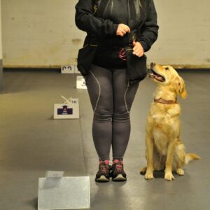 Golden retriever holder blikkontakt på rallylydighet
