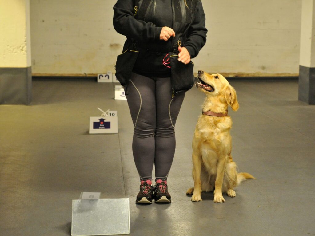 Golden retriever holder blikkontakt med fører på rallylydighetskurs i Tønsberg