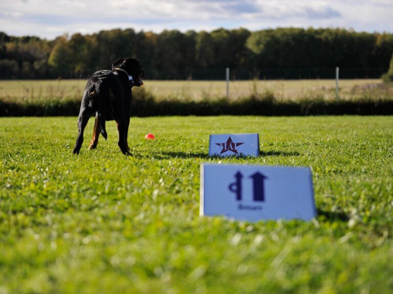Hund arbeider mellom rallyskilt ute på treningsfeltet i Ulvika