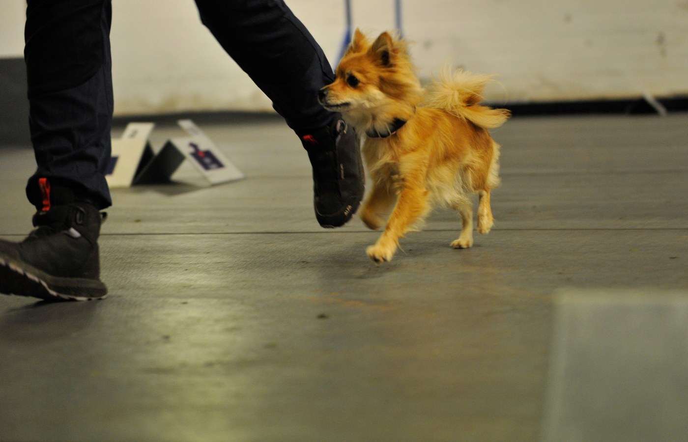 Hund i linjeføring forbi rallyskilt innendørs