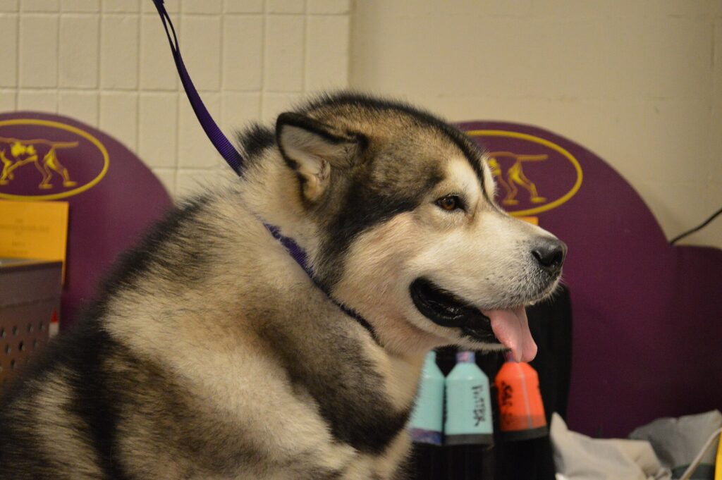 Alaskan malamute
