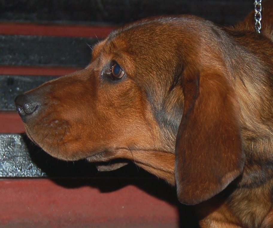 Alpinsk dachsbracke