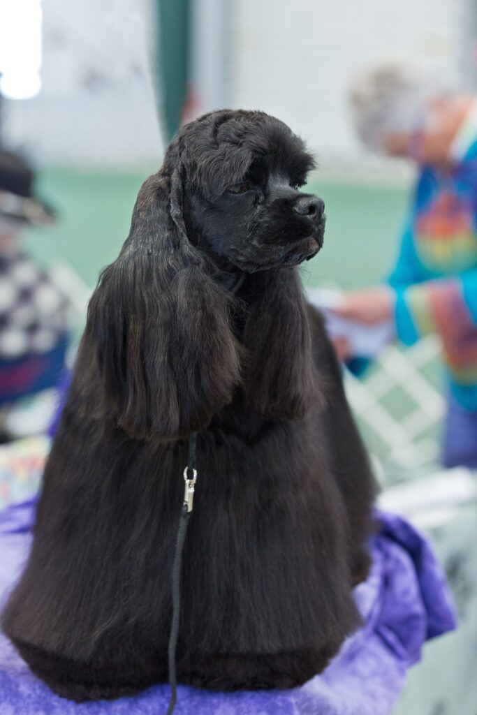 Amerikansk cocker spaniel