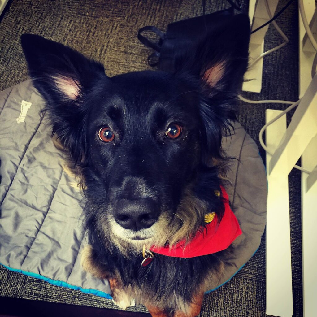 Australian shepherd