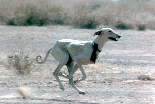 Azawakh