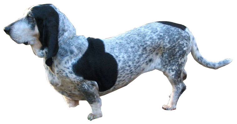 Basset bleu de gascogne