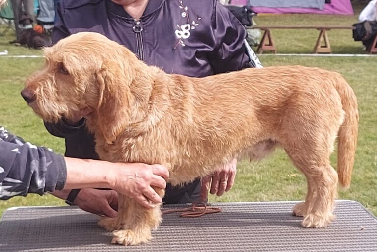 Basset fauve de Bretagne
