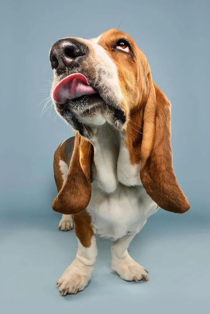 Basset hound