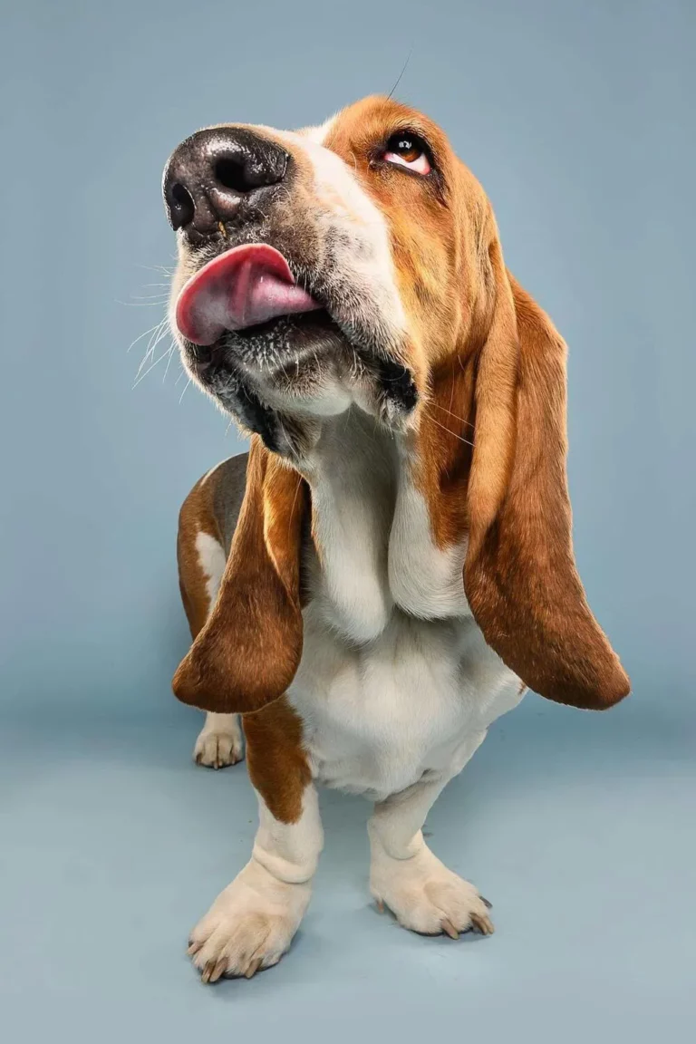Basset hound
