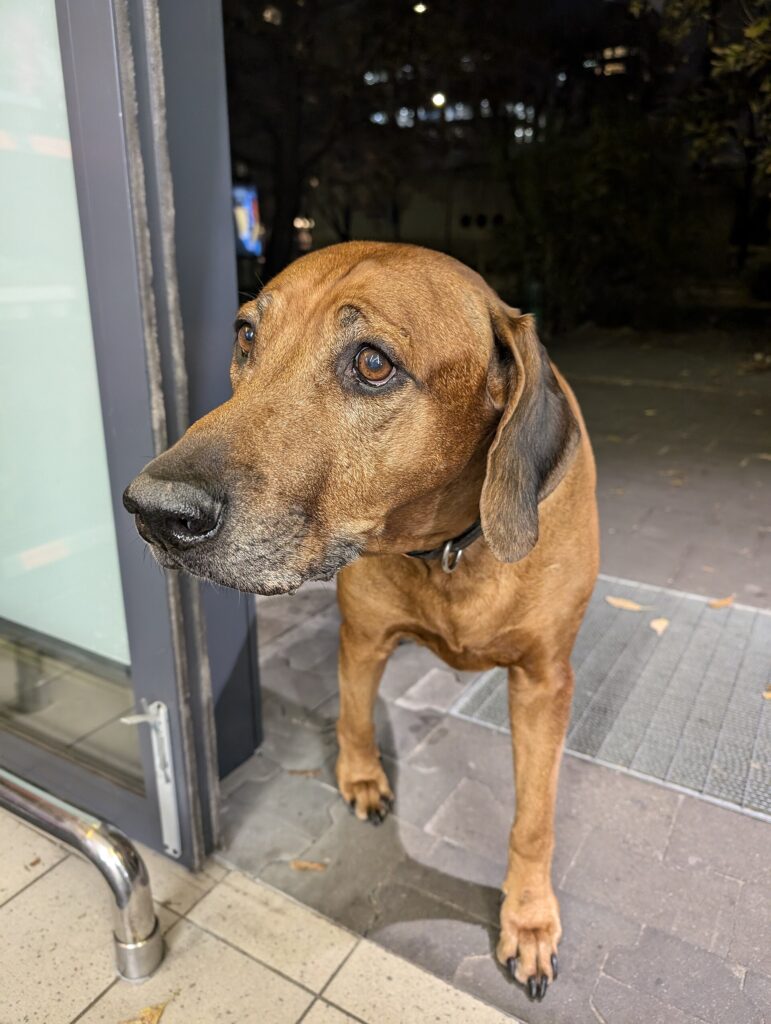Bayersk viltsporhund