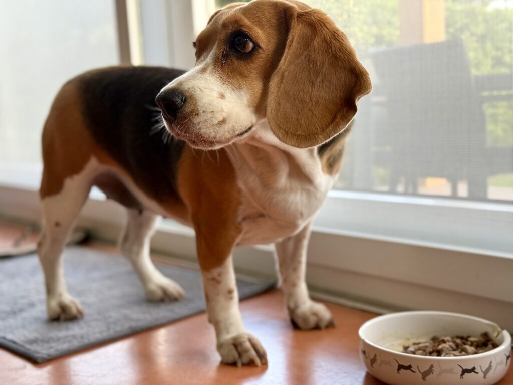 Beagle