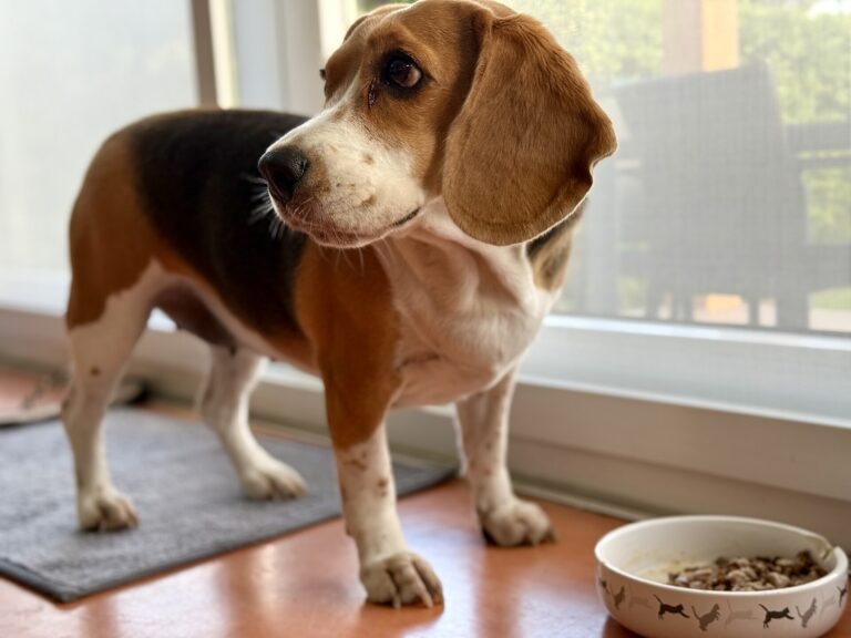 Beagle