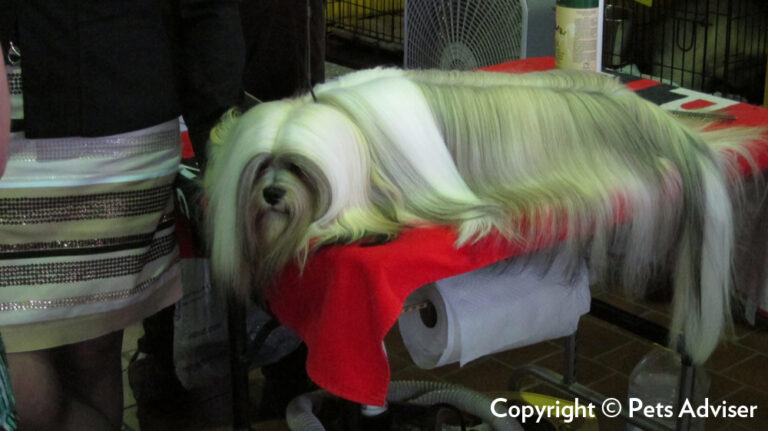 Bearded collie