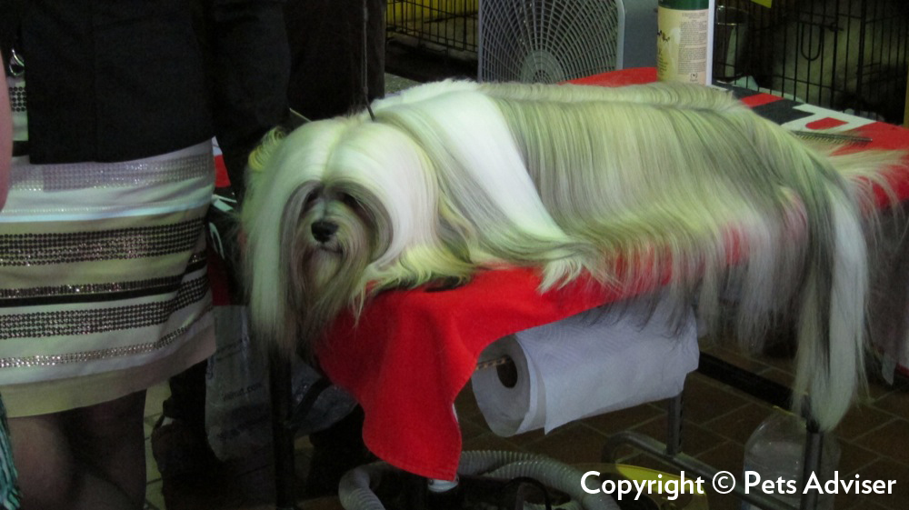 Bearded collie