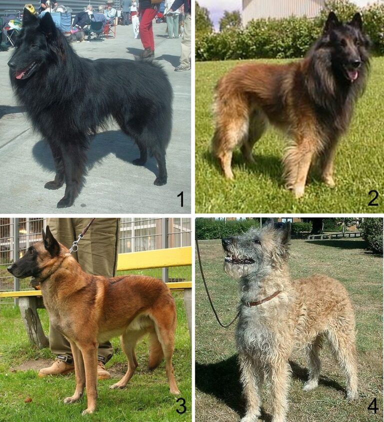 Belgisk fårehund