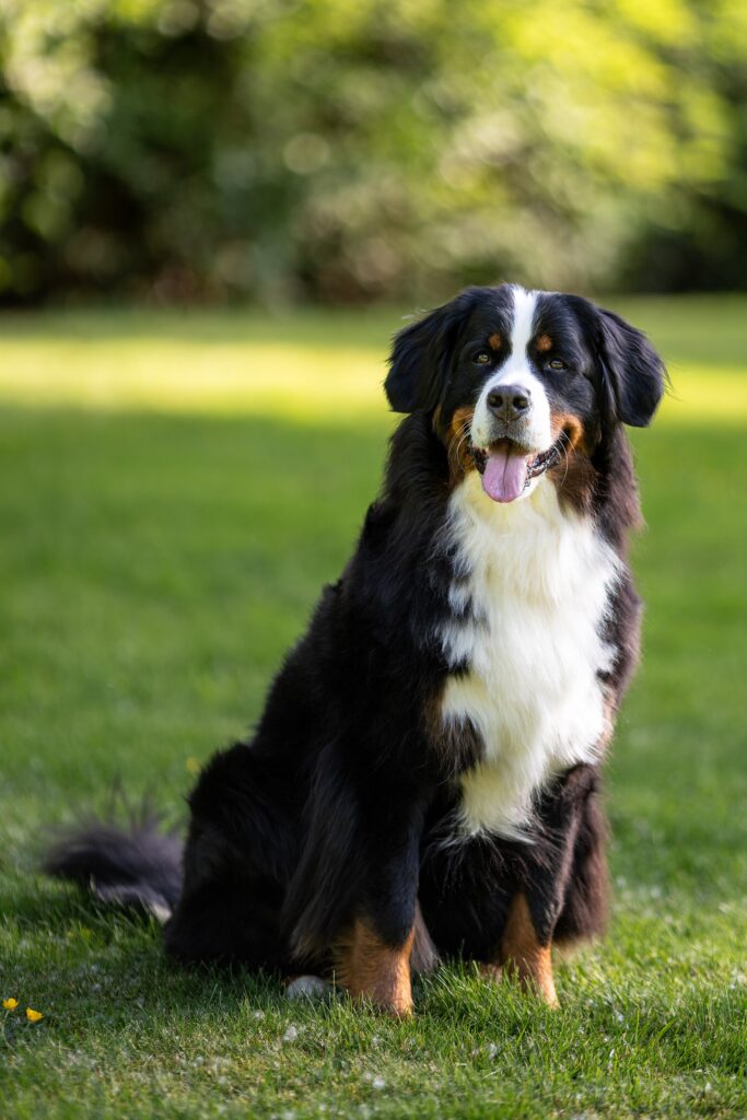 Berner sennenhund