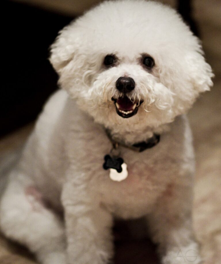 Bichon frisé