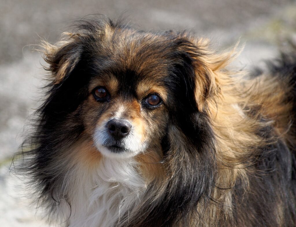 Blandingshund