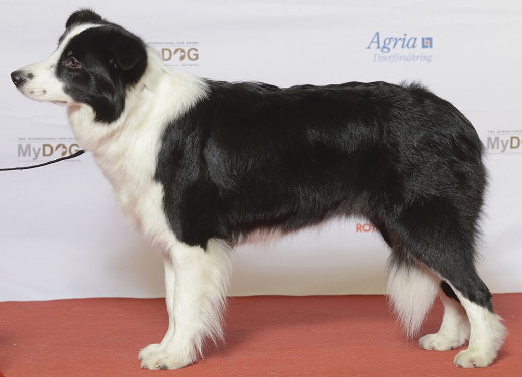 Border collie