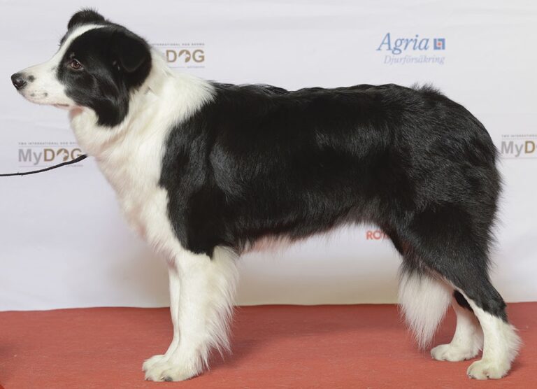 Border collie