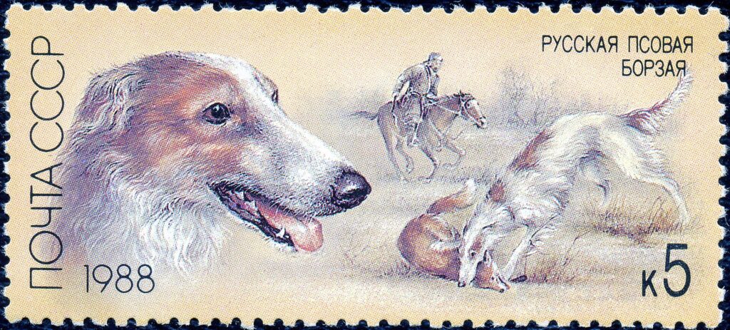 Borzoi