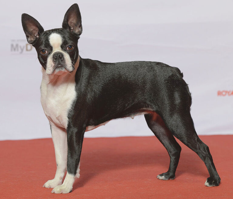 Boston terrier