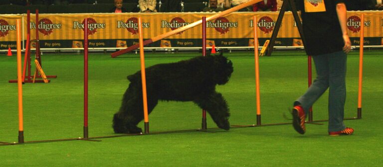 Bouvier des flandres