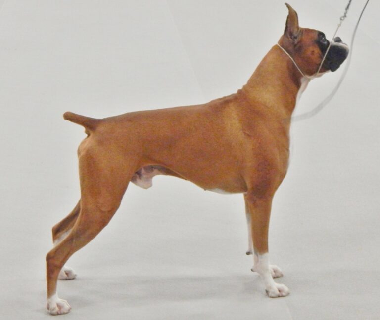Boxer