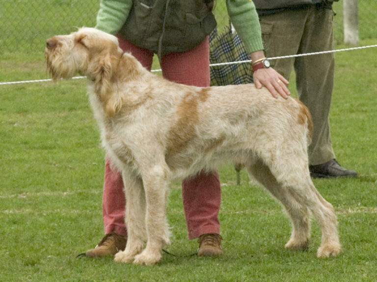 Bracco italiano