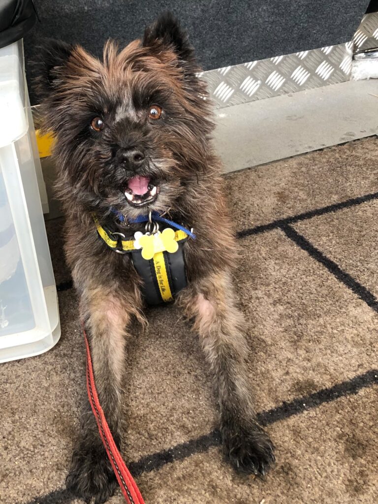 Cairn terrier