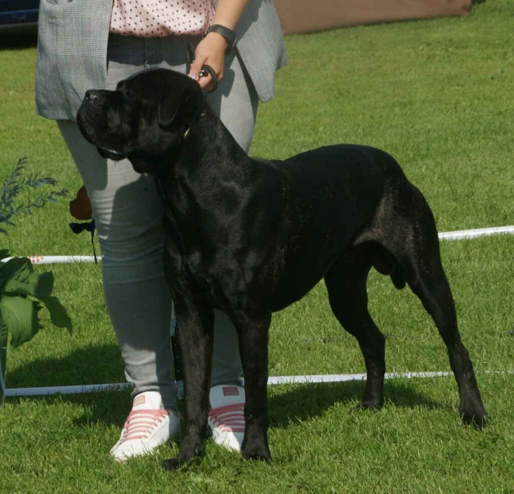 Cane corso