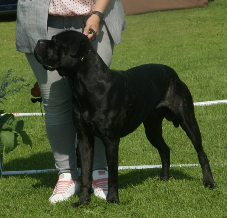 Cane corso