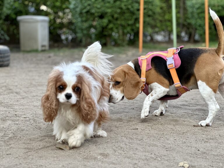 Cavalier king charles spaniel