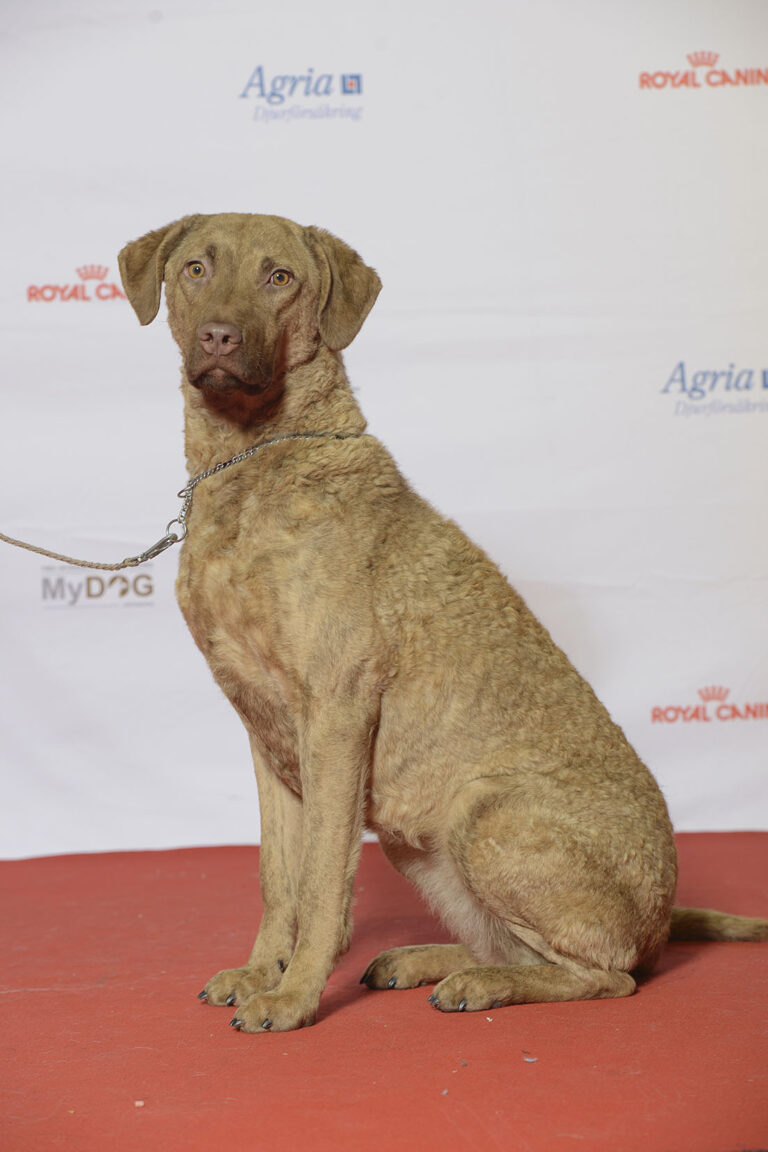 Chesapeake bay retriever